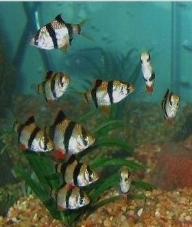 Sumatraan - Desmopuntius Tetrazone, Vis, Zoetwatervis, Schoolvis