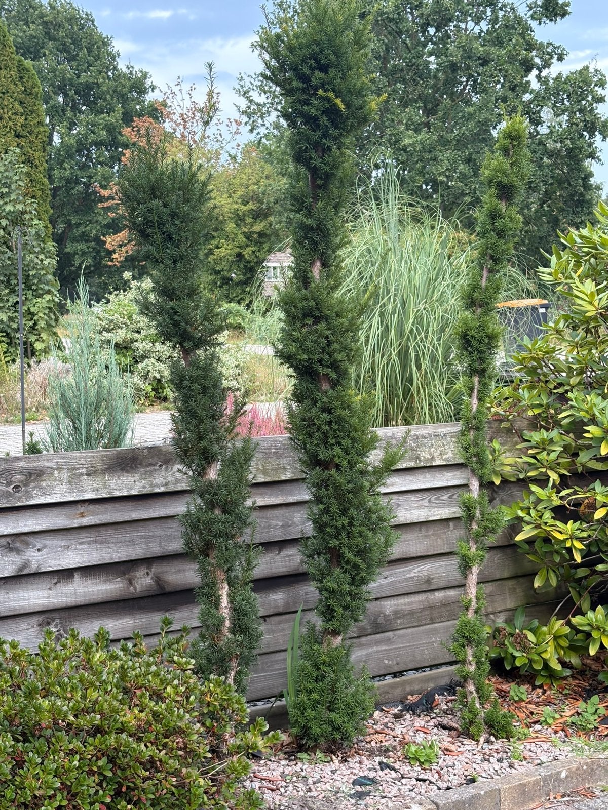 Set (3)unieke Zuiltaxussen / Spiraaltaxus met grillige stam, Bloeit niet, 100 tot 250 cm, Zuilboom, Ophalen