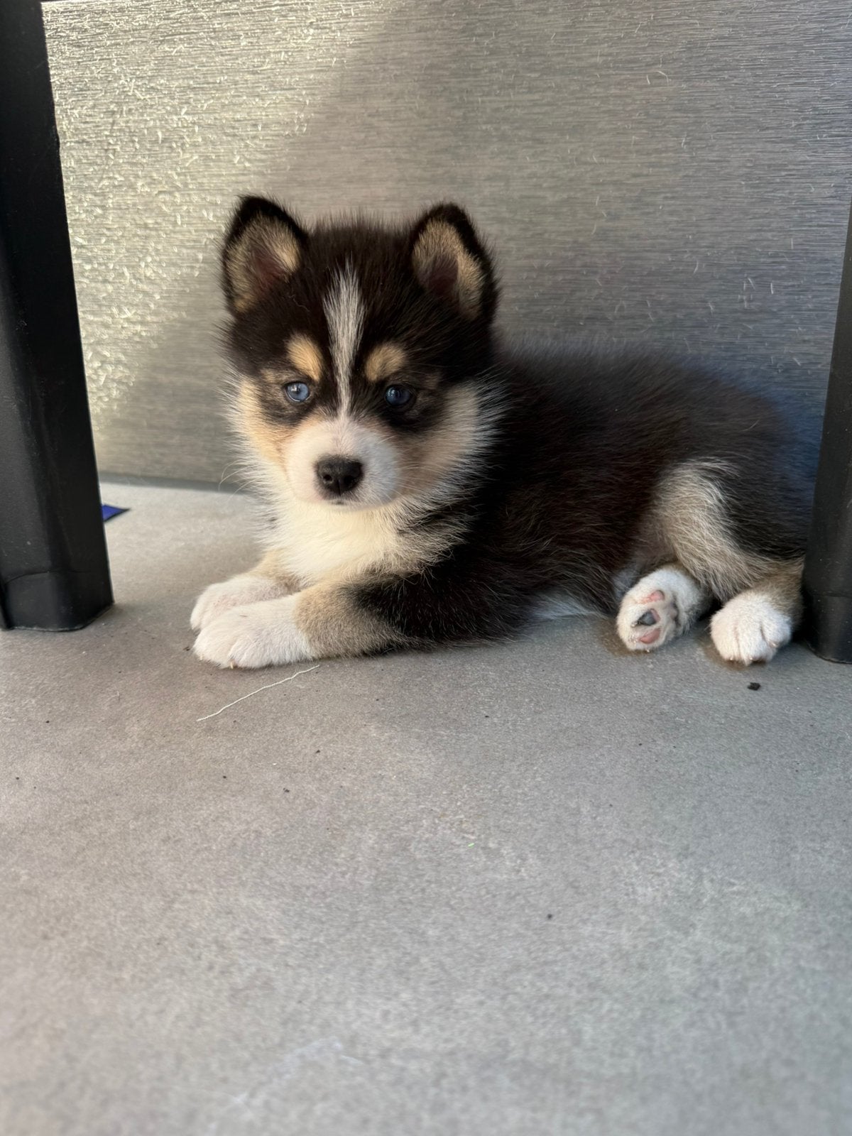 De mooiste en liefste pomsky puppys, Dieren en Toebehoren, Parvo, 8 tot 15 weken, Meerdere, Meerdere dieren