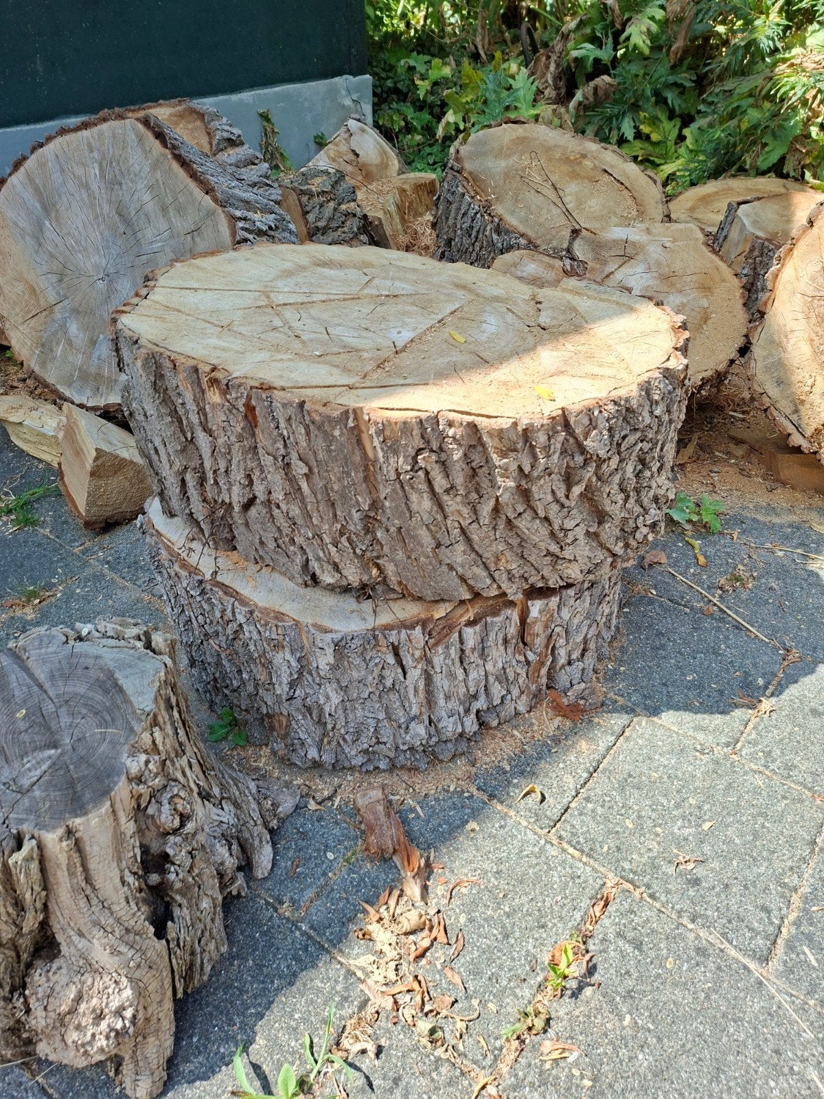 Grote boomstam schijven. Decoratief/Haardhout. Wilg., Minder dan 3 m³, Ophalen, Overige houtsoorten, Stammen