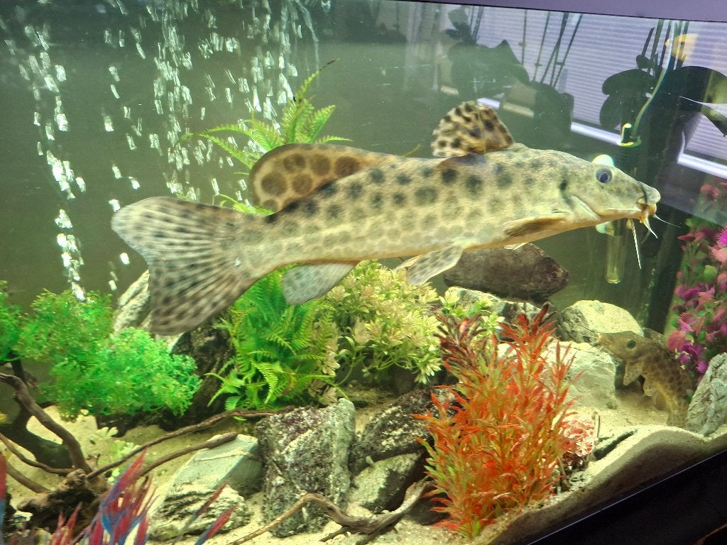 Giraf- meerval, Dieren en Toebehoren, Vissen | Aquariumvissen, Vis, Zoetwatervis