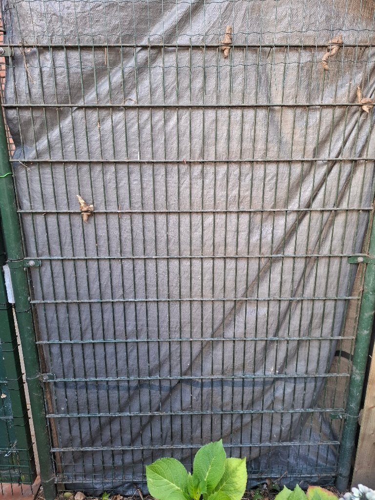 Hekwerk staal dubbelstaafs 5x2 meter, Tuin en Terras, Ophalen, Gebruikt, IJzer, Dubbelstaafmat hekwerk
