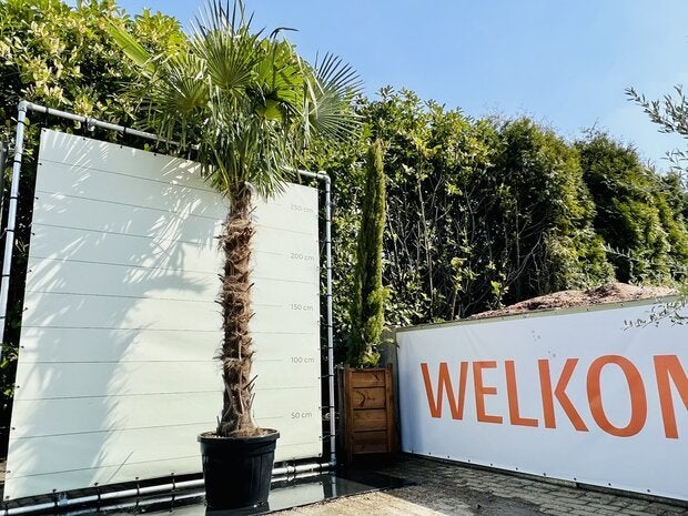 Palmboom - Trachycarpus Fortunei - stamhoogte 180 - 200 cm, Tuin en Terras, Ophalen of Verzenden, 100 tot 250 cm, Zomer, Palmboom