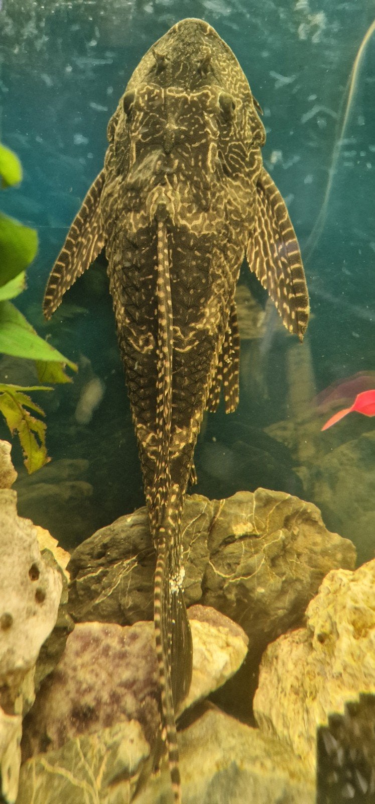 Zeilvin pleco, Dieren en Toebehoren, Vissen | Aquariumvissen, Vis