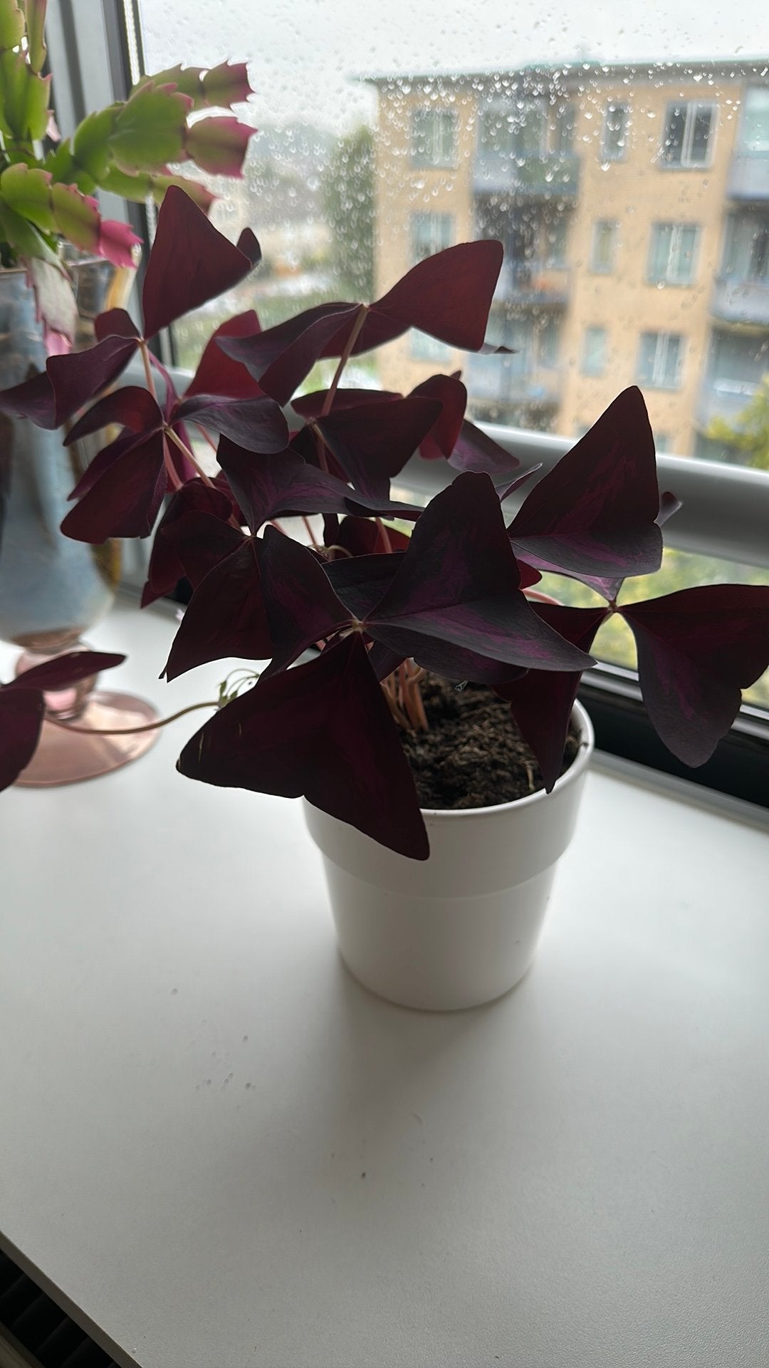 Oxalis Triangularis kamerplant met pot, Huis en Inrichting, Ophalen, Halfschaduw, Minder dan 100 cm