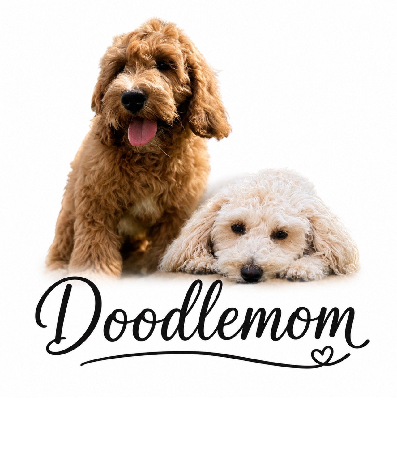 Kleine Mini labradoodle pups lijkt op maltipoo doodle klein, 15 weken tot 1 jaar, Reu, Eén hond, CDV (hondenziekte)