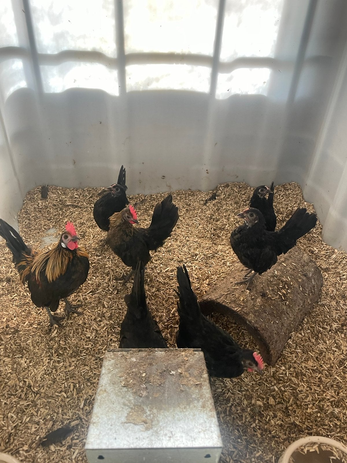 Hollandse kriel, Dieren en Toebehoren, Pluimvee, Meerdere dieren, Kip