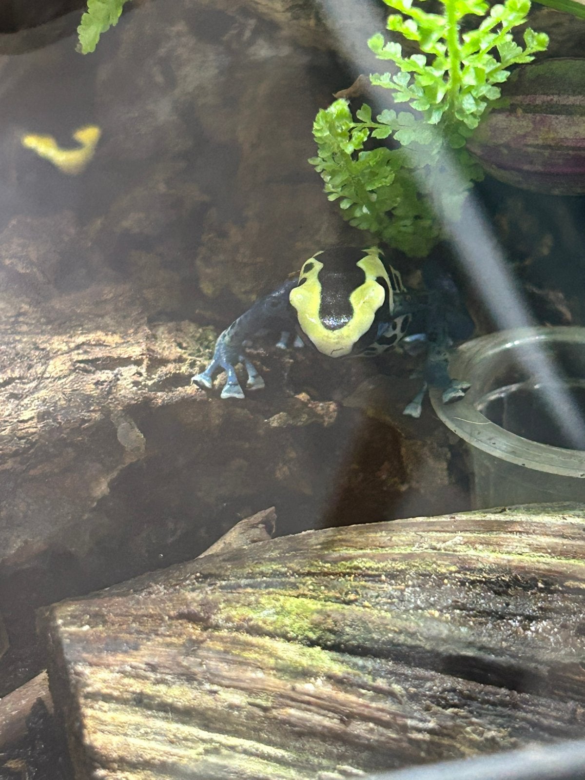 Dendrobates tinctorius patricia zekere man Frog photo 3