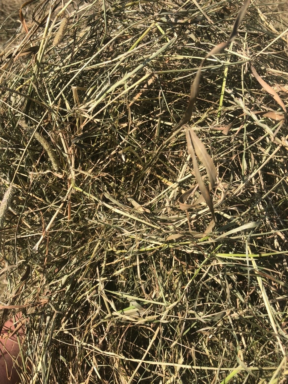 Mooie midi balen paardenhooi, uitstekende kwaliteit, Dieren en Toebehoren, Dierenvoeding, Overige soorten, Ophalen