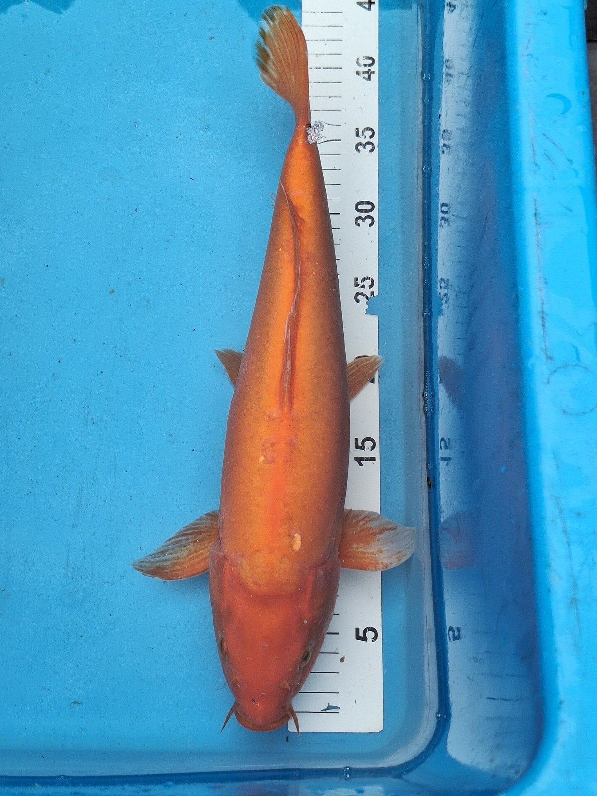 Koi karper, Dieren en Toebehoren, Karper of Koi