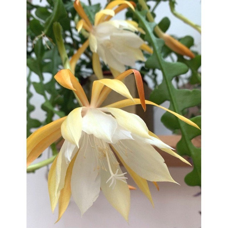cactus - Epiphyllum anguliger in hangpot, Ophalen of Verzenden, Cactus, Volle zon, Minder dan 100 cm