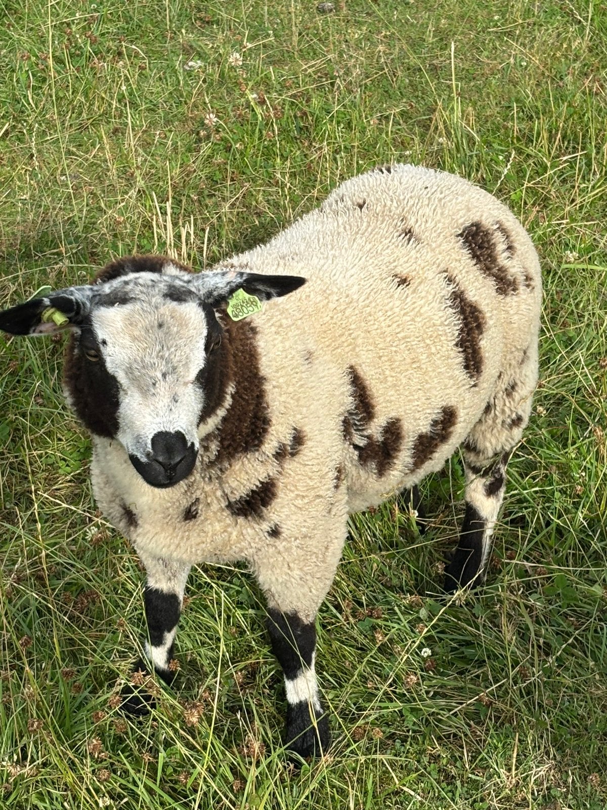 Bonte stamboek schapen, Vrouwelijk, Schaap