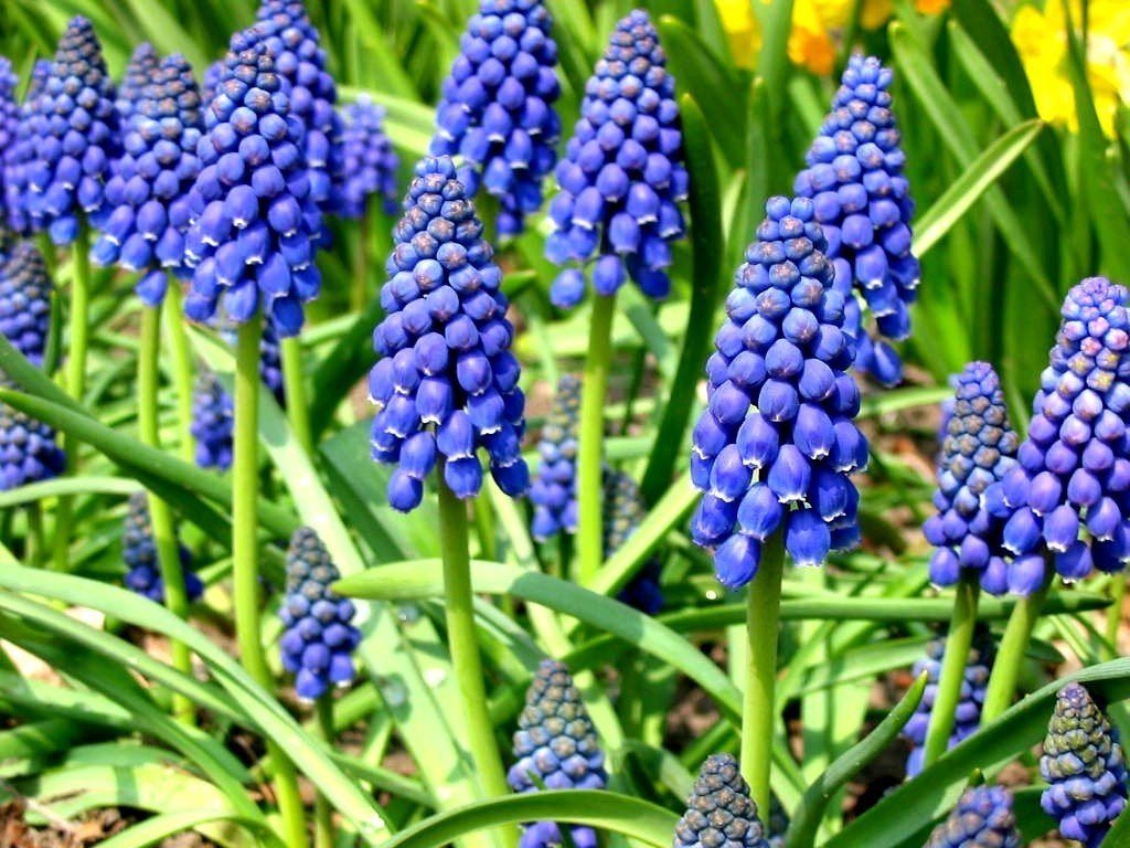 muscari armeniacum, Ophalen of Verzenden, Najaar, Halfschaduw, Bloembol