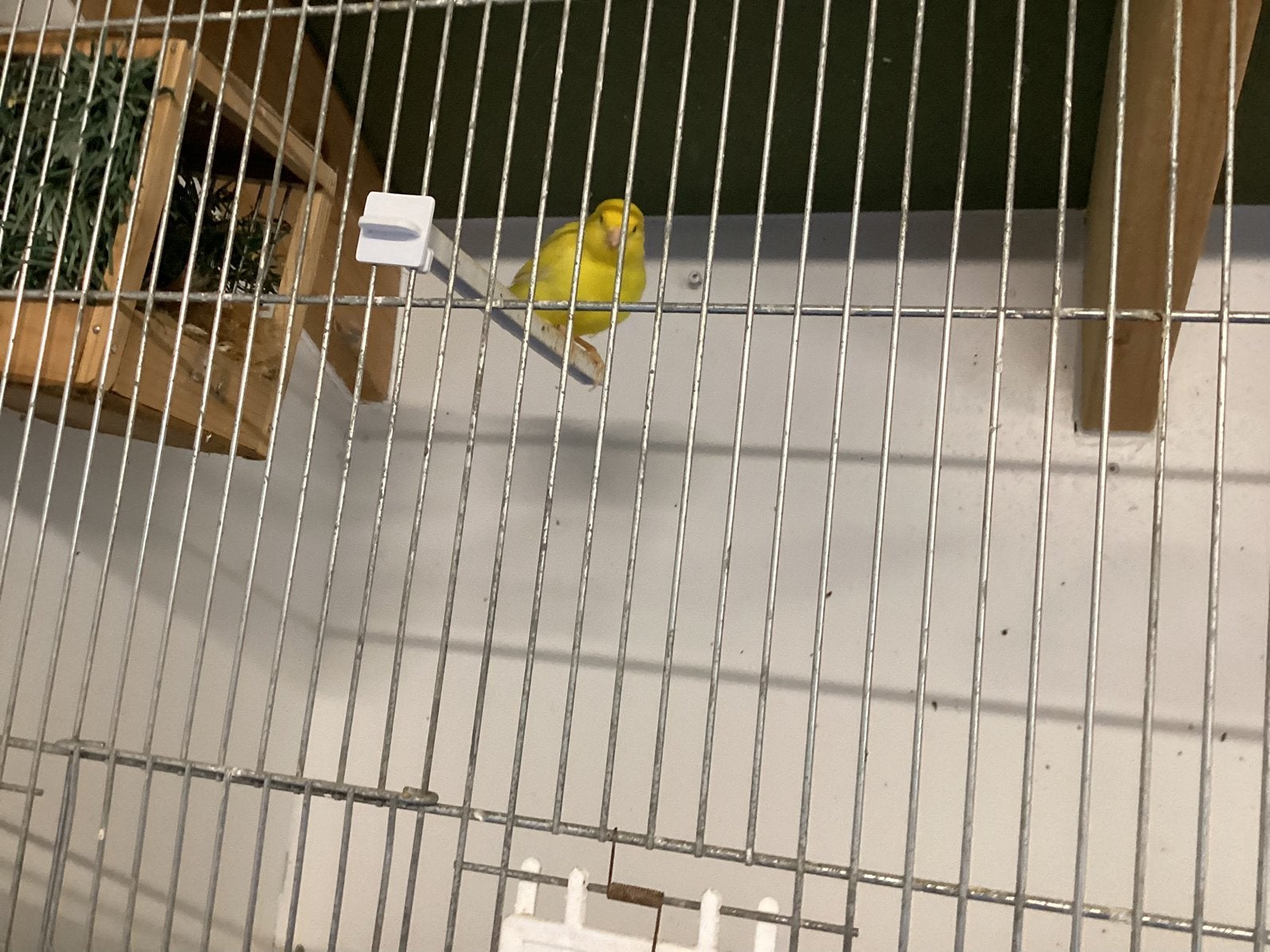 Kanarie man tekoop, Dieren en Toebehoren, Mannelijk, Kleurkanarie