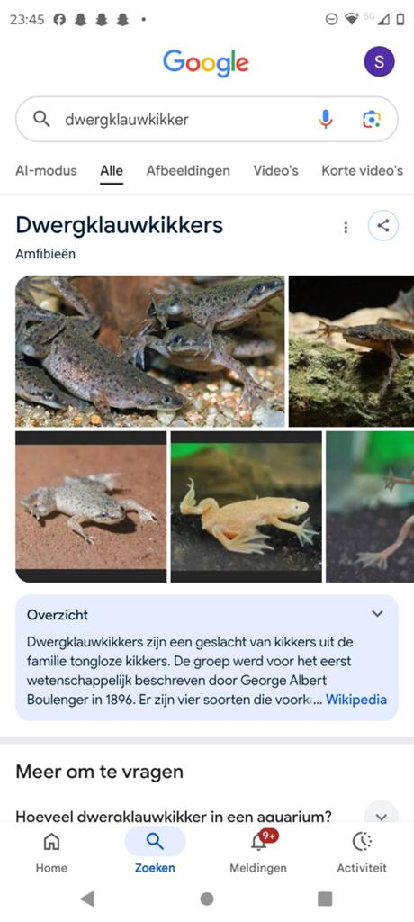 4dwergkoukikkers 1albino 3Grijze, Dieren en Toebehoren, Reptielen en Amfibieën, 0 tot 2 jaar