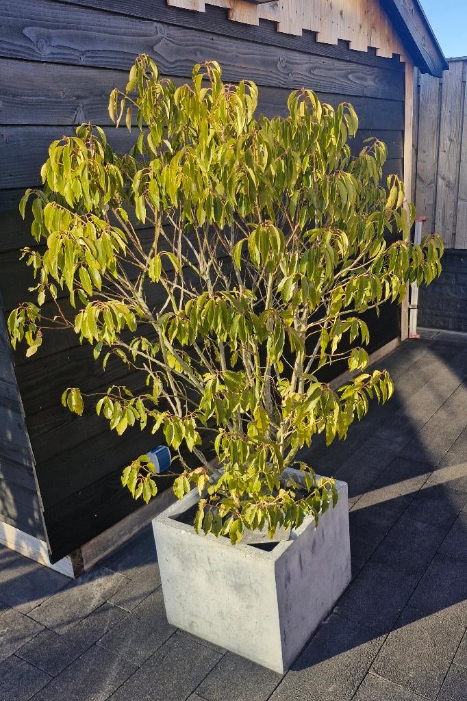 2 grote planten in pot Portugese Laurier, Ophalen, Laurier, Haag, 100 tot 250 cm