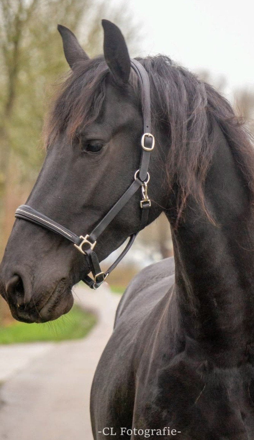 Drachtige  6 jarige Stermerrie en 1 jarige NMPRS hengst, Dieren en Toebehoren, Merrie, 3 tot 6 jaar, Met stamboom, B