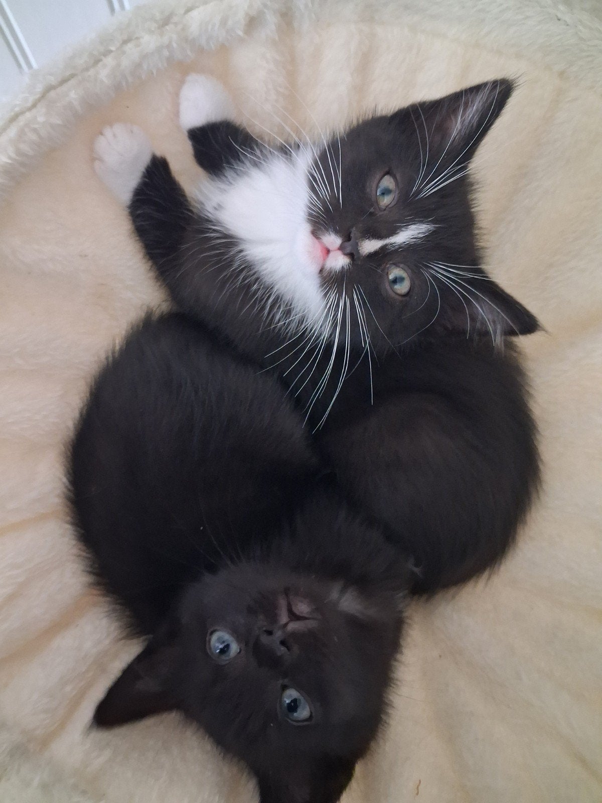Lieve kittens, Dieren en Toebehoren, Meerdere dieren, Kortharig, 0 tot 2 jaar