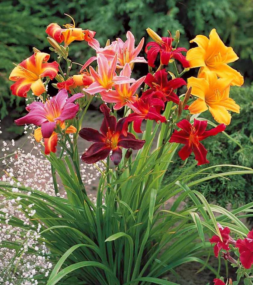 Kleurrijke Daglelies - Prachtige Tuinbloemen, Ophalen of Verzenden, Zomer, Vaste plant, Volle zon