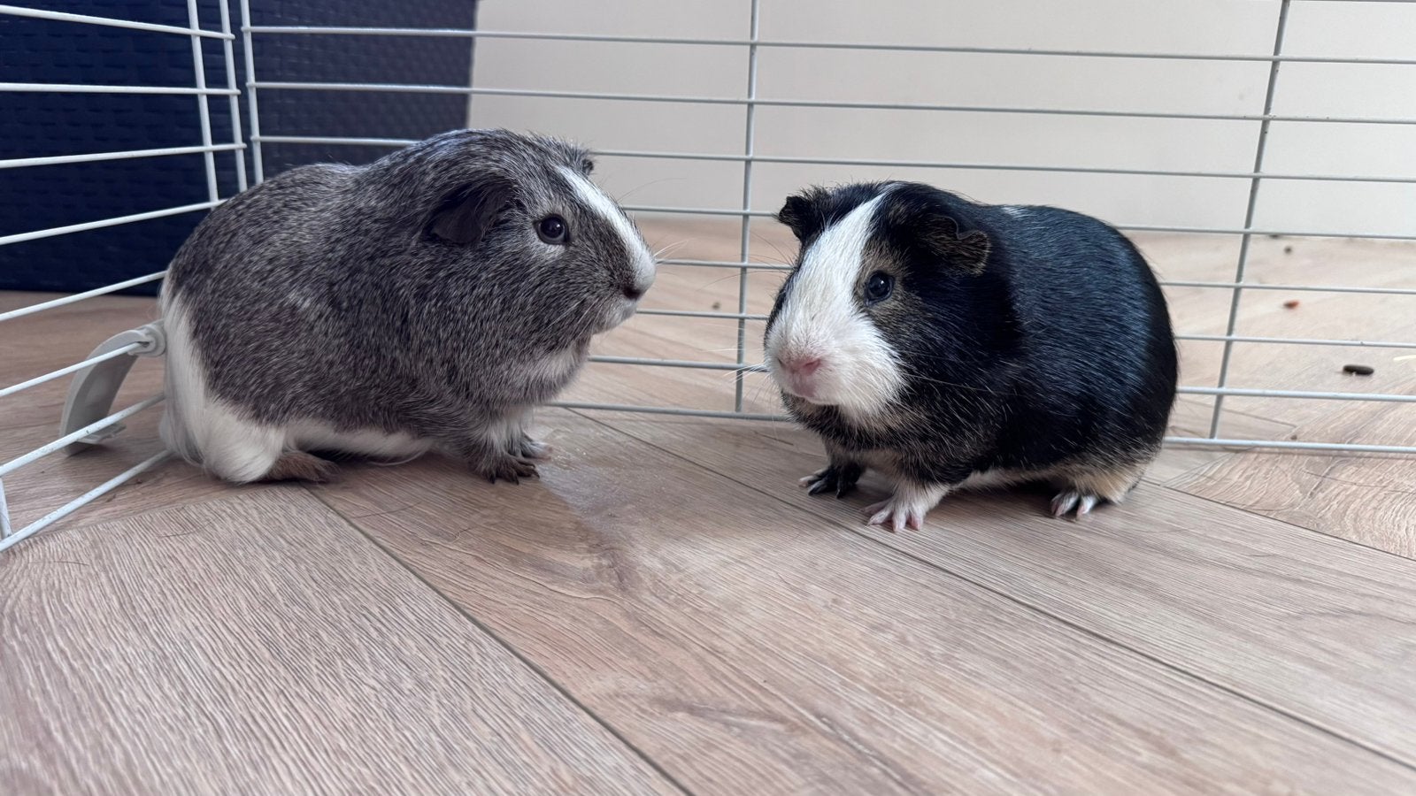 2 lieve cavia beertjes, Dieren en Toebehoren, Cavia, Mannelijk, December, Tam
