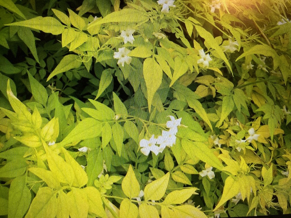 Jasmijn - Jasminum officinale Fiona Sunrise, Ophalen, Klimplanten, Volle zon