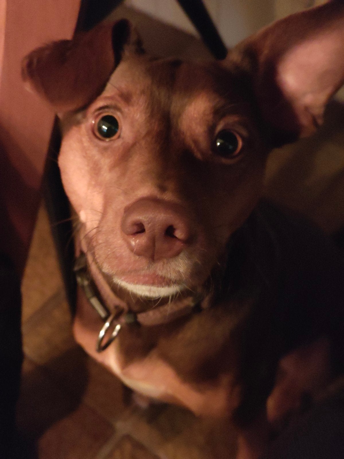 gezellig hond zoekt een leuk huis, Reu, 1 tot 2 jaar, Eén hond, Klein