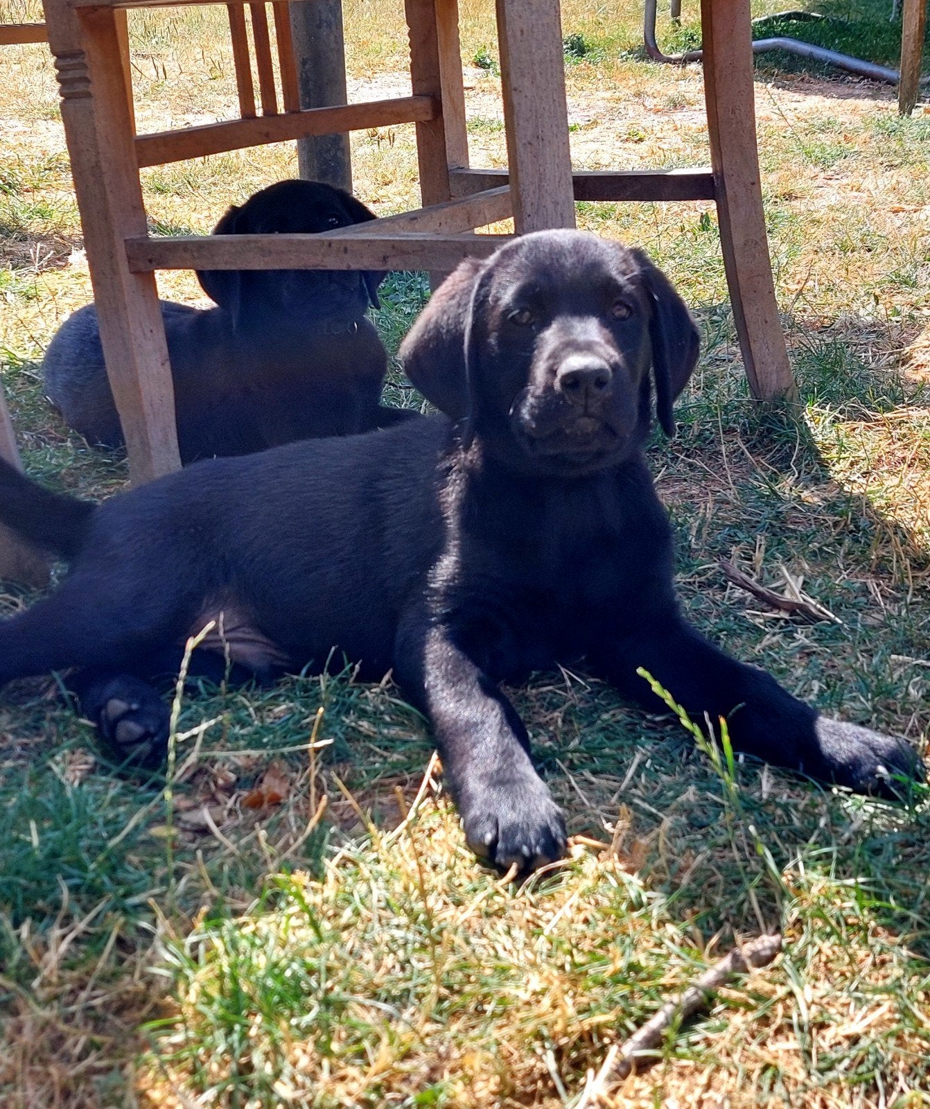 labrador pups, Dieren en Toebehoren, Honden | Retrievers, Spaniëls en Waterhonden, 8 tot 15 weken, Labrador retriever, Meerdere