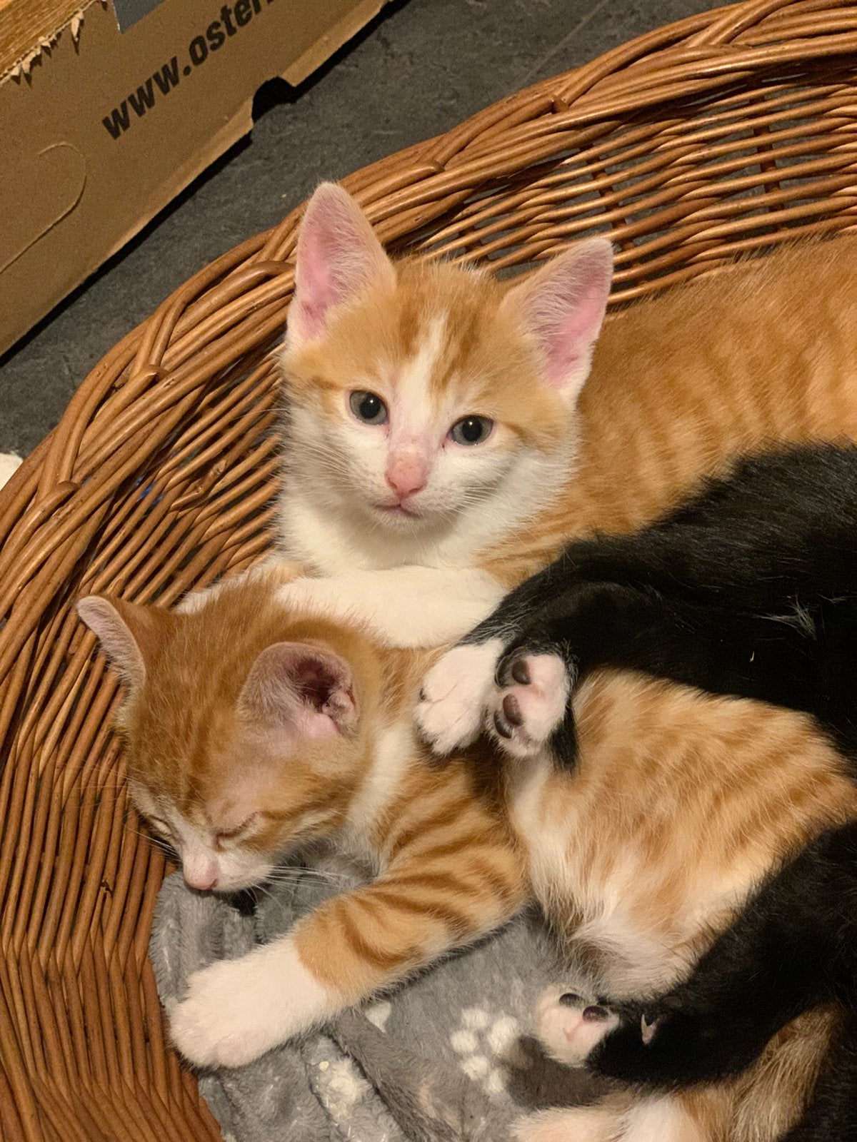 Kittens, Meerdere dieren, Kortharig, 0 tot 2 jaar