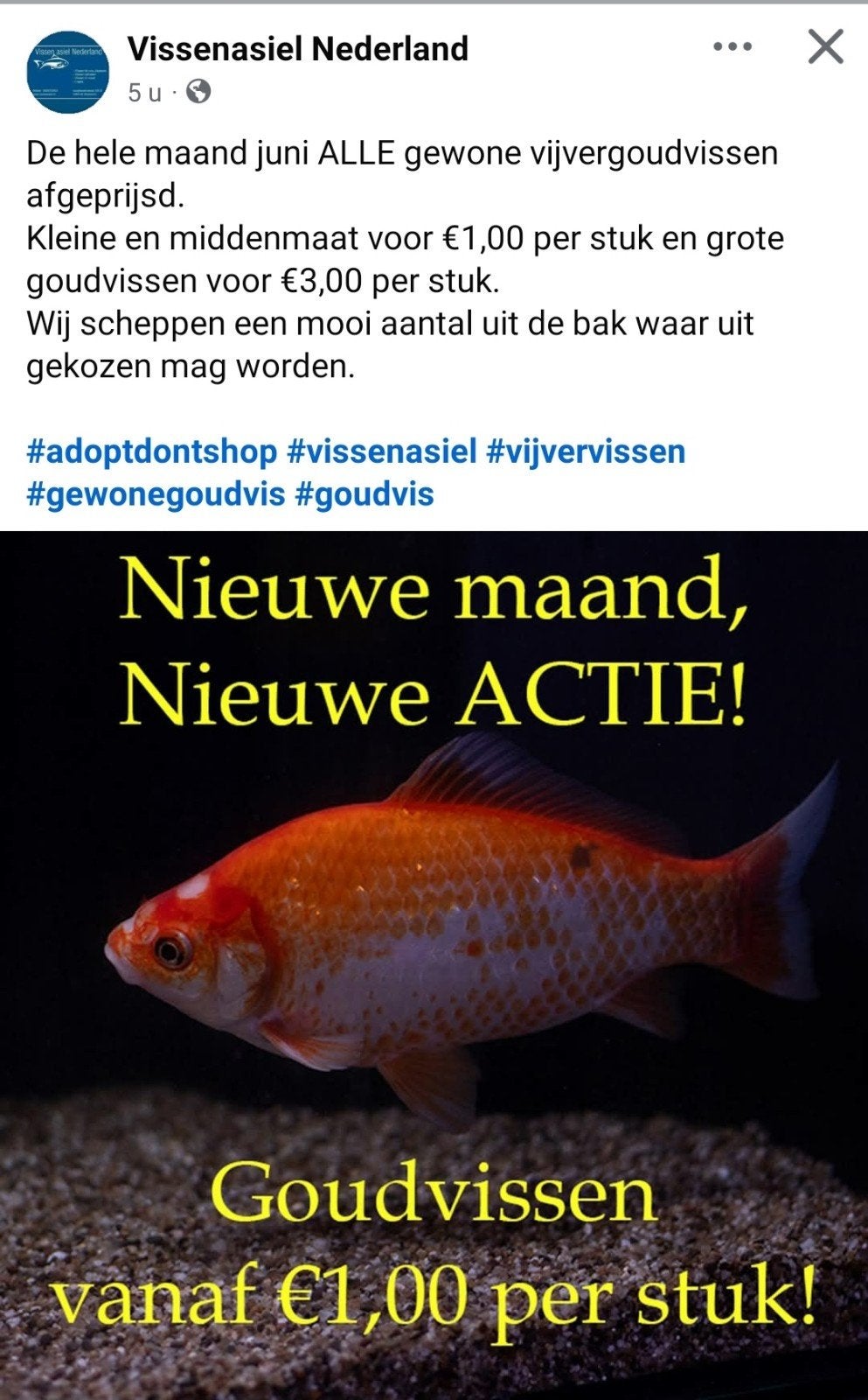 Goudvissen actie Vissenasiel Nederland, Goudvis(sen)