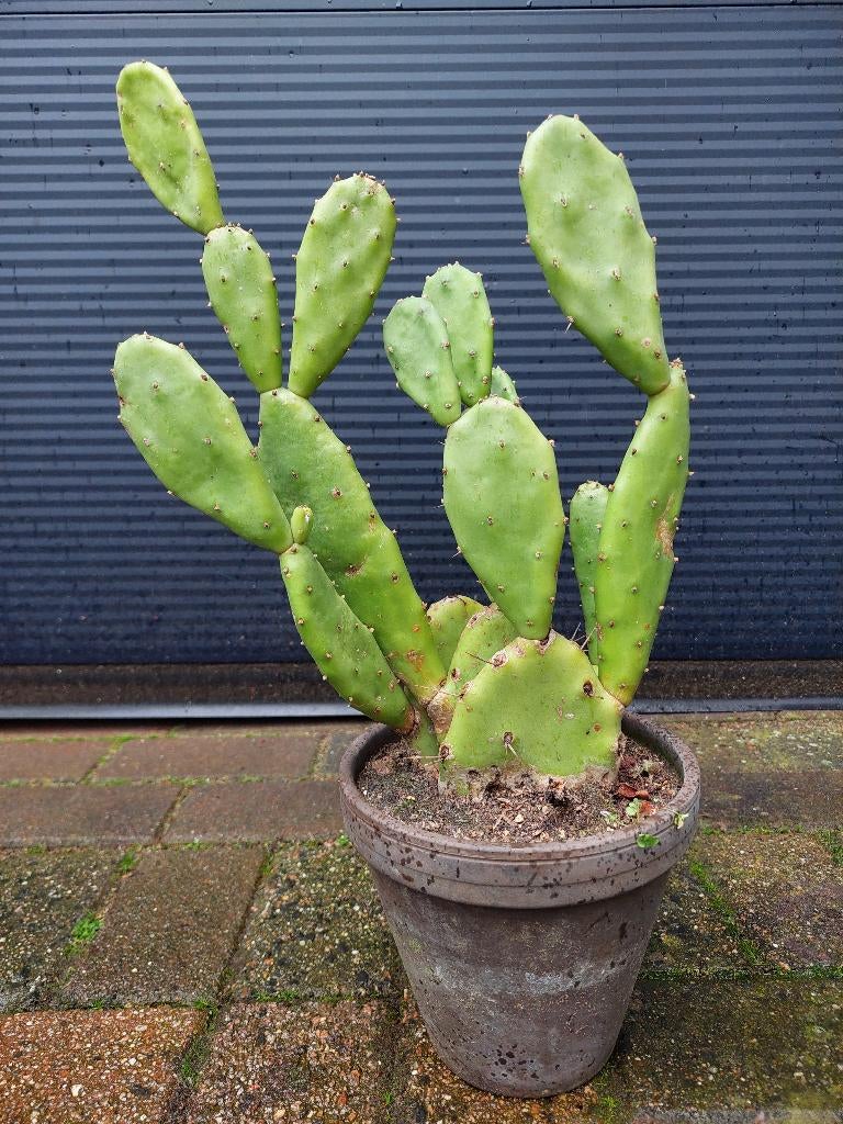 Opuntia Vulgaris - Vijgencactus / Schijfcactus H: 48 cm., Volle zon, Vaste plant, Zomer, Ophalen