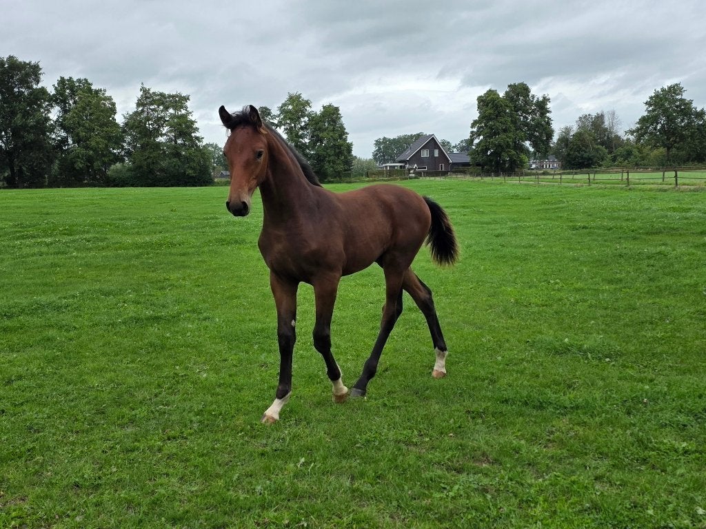 Gelders paard hengst veulen, Dieren en Toebehoren, Minder dan 160 cm, Dressuurpaard, 0 tot 2 jaar, Hengst