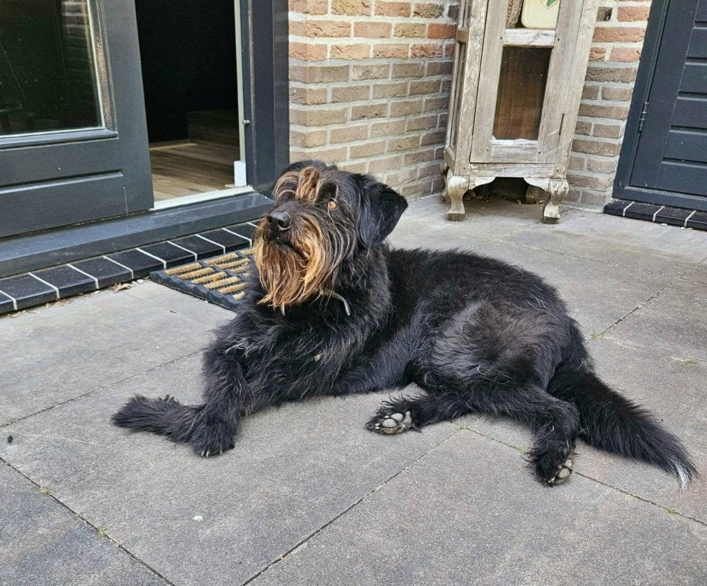 Max reu 5 jaar, Dieren en Toebehoren, Particulier, Buitenland, Parvo, Eén hond