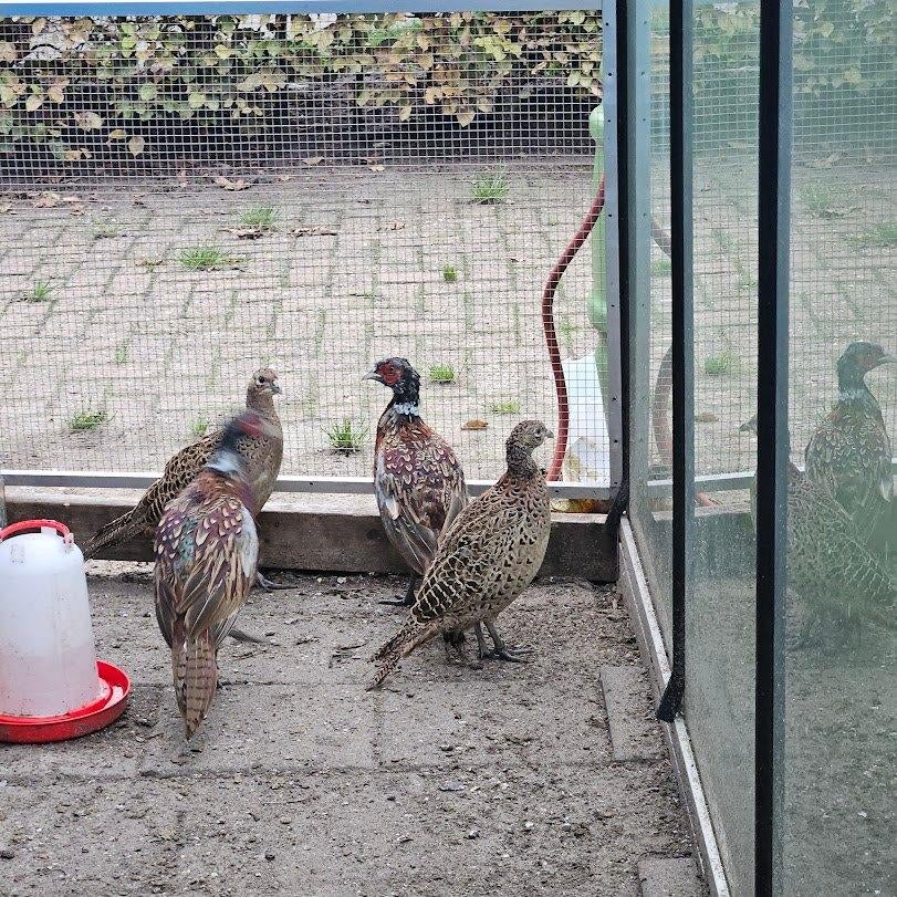 Fazant broedeieren te koop, Dieren en Toebehoren, Pluimvee, Geslacht onbekend, Overige soorten
