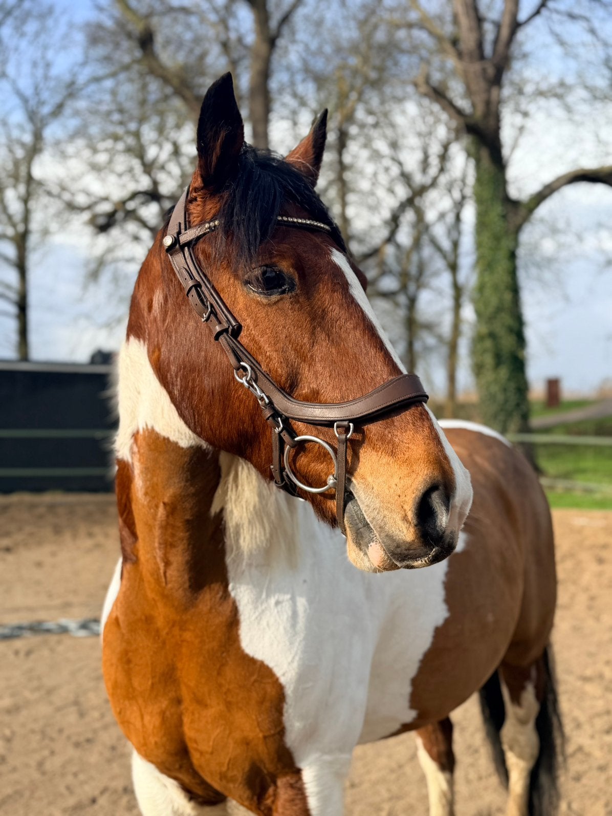 Te koop: 9-jarige grote E-pony met een gouden karakter, Dieren en Toebehoren, Paarden, Gechipt, Ruin, L, 7 tot 10 jaar