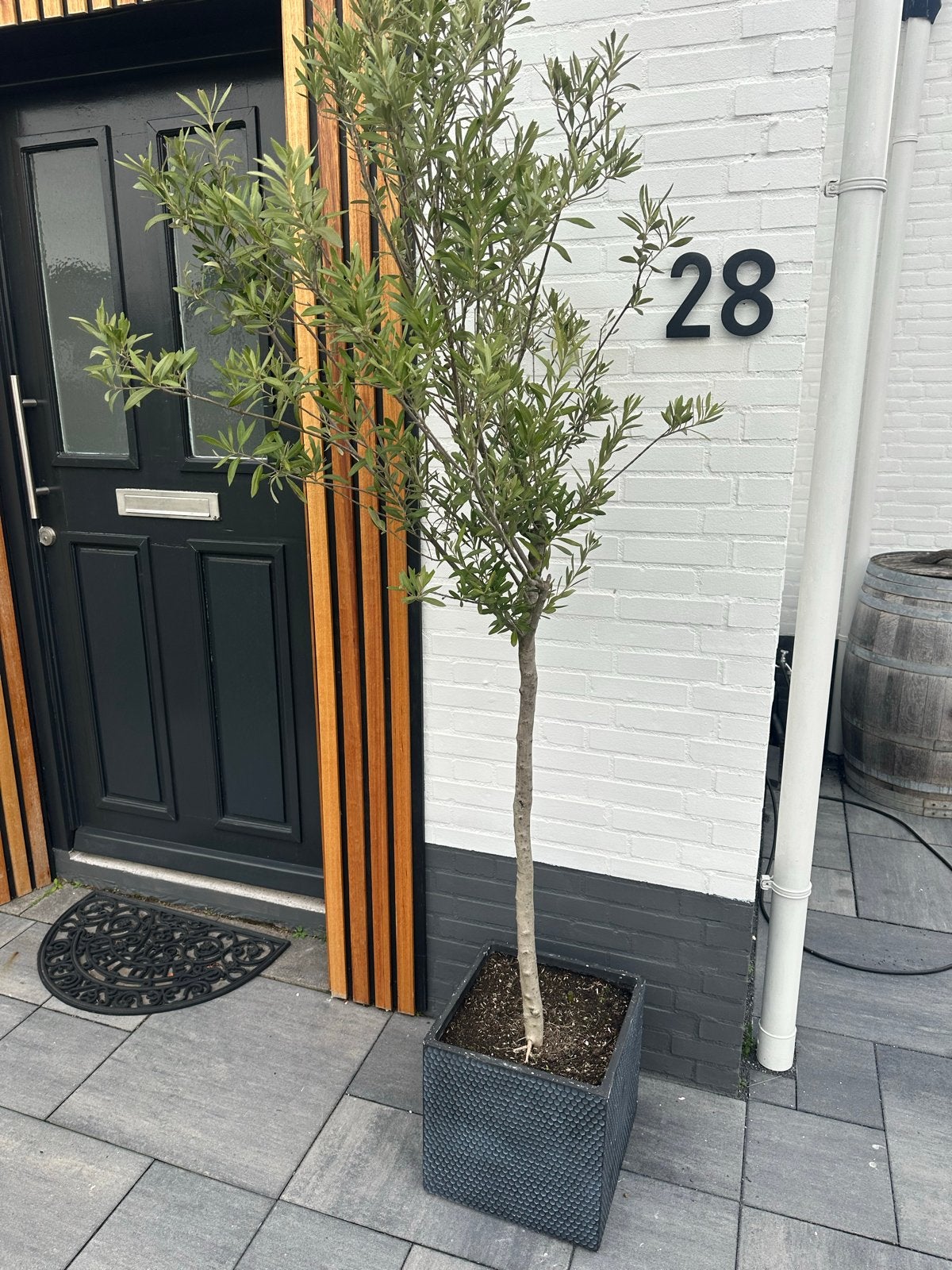 Jonge Olijfboom in pot - Perfect voor terras of tuin, Lente, 100 tot 250 cm, Olijfboom, Ophalen