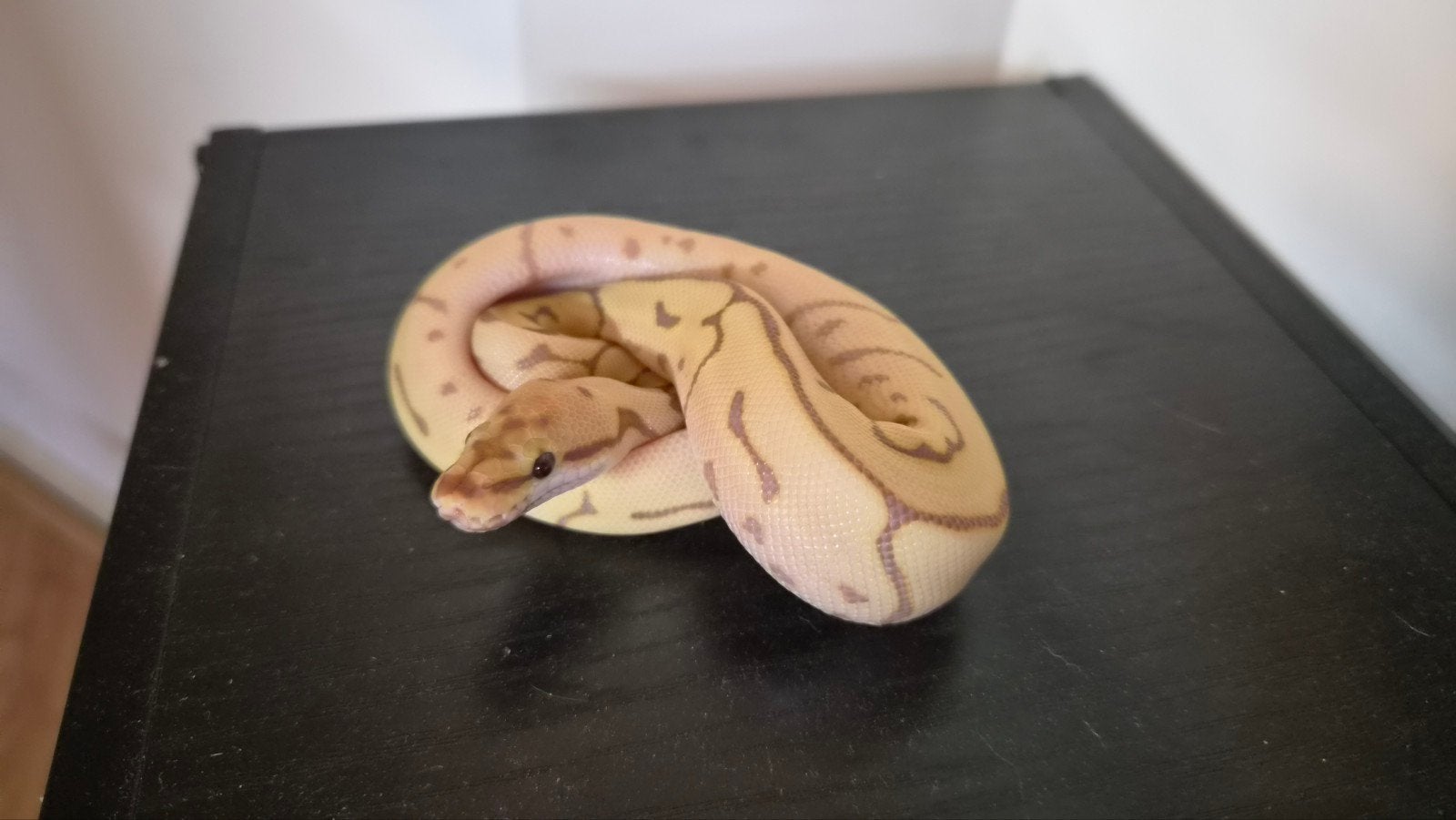 banana leopard spider Ball Python - male for sale from P de Boer