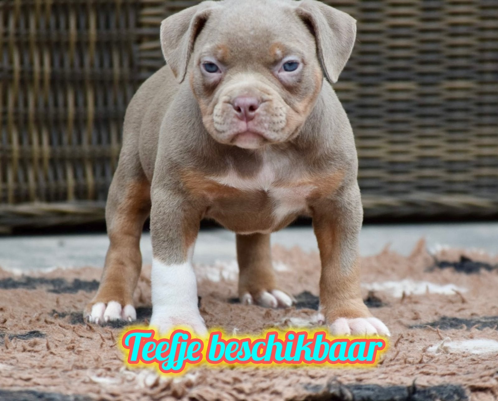 🔥Tricolor american bully pups uit champion lines🔥, Overige rassen, 8 tot 15 weken, Meerdere, Meerdere dieren