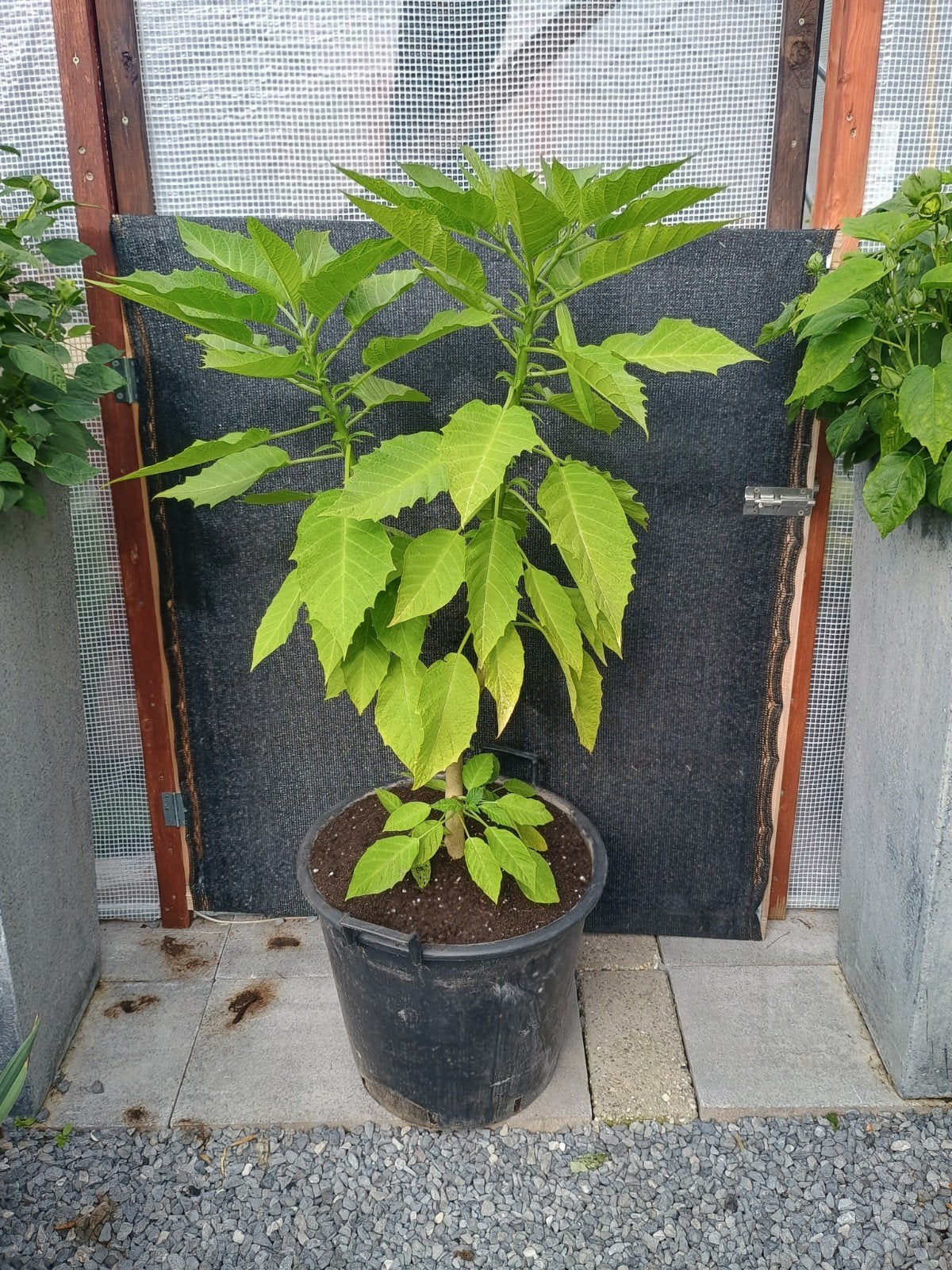 te koop roze brugmansia 90 cm hoog, Ophalen, Overige soorten, Volle zon