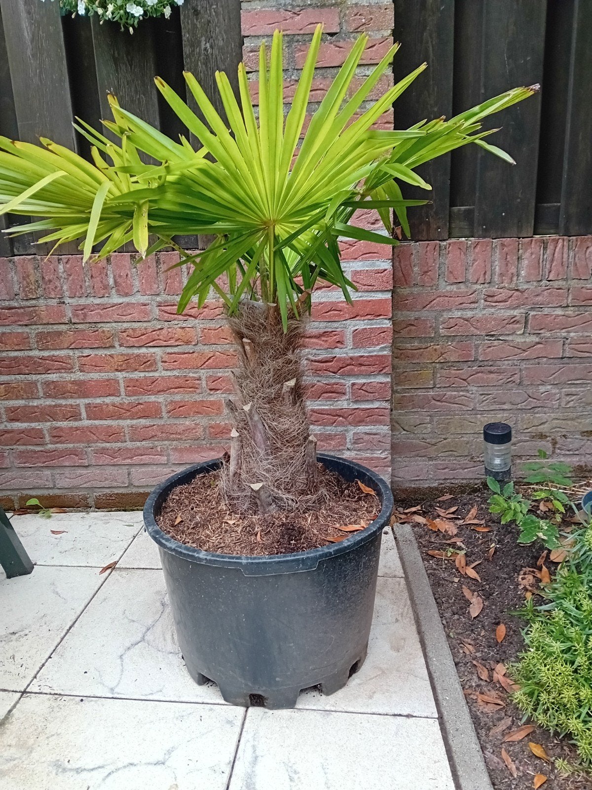 Een super mooie palmboom, Tuin en Terras, Planten | Bomen, Ophalen, Palmboom