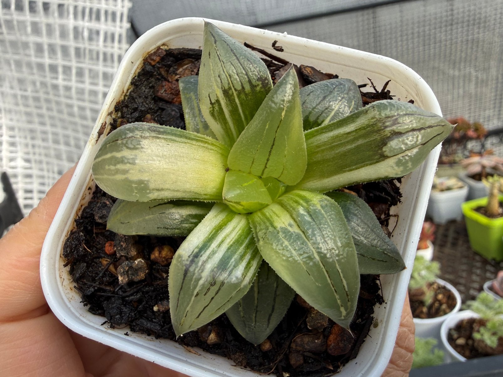 Haworthia variegata/pot 6.5cm/vetplant/succulent, Ophalen of Verzenden, Halfschaduw, Minder dan 100 cm