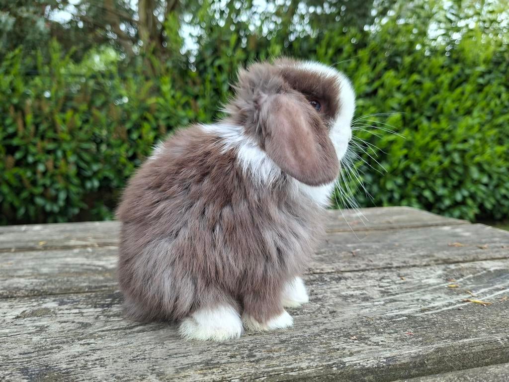Minilop konijntjes, Meerdere dieren, Dwerg, Hangoor, 0 tot 2 jaar