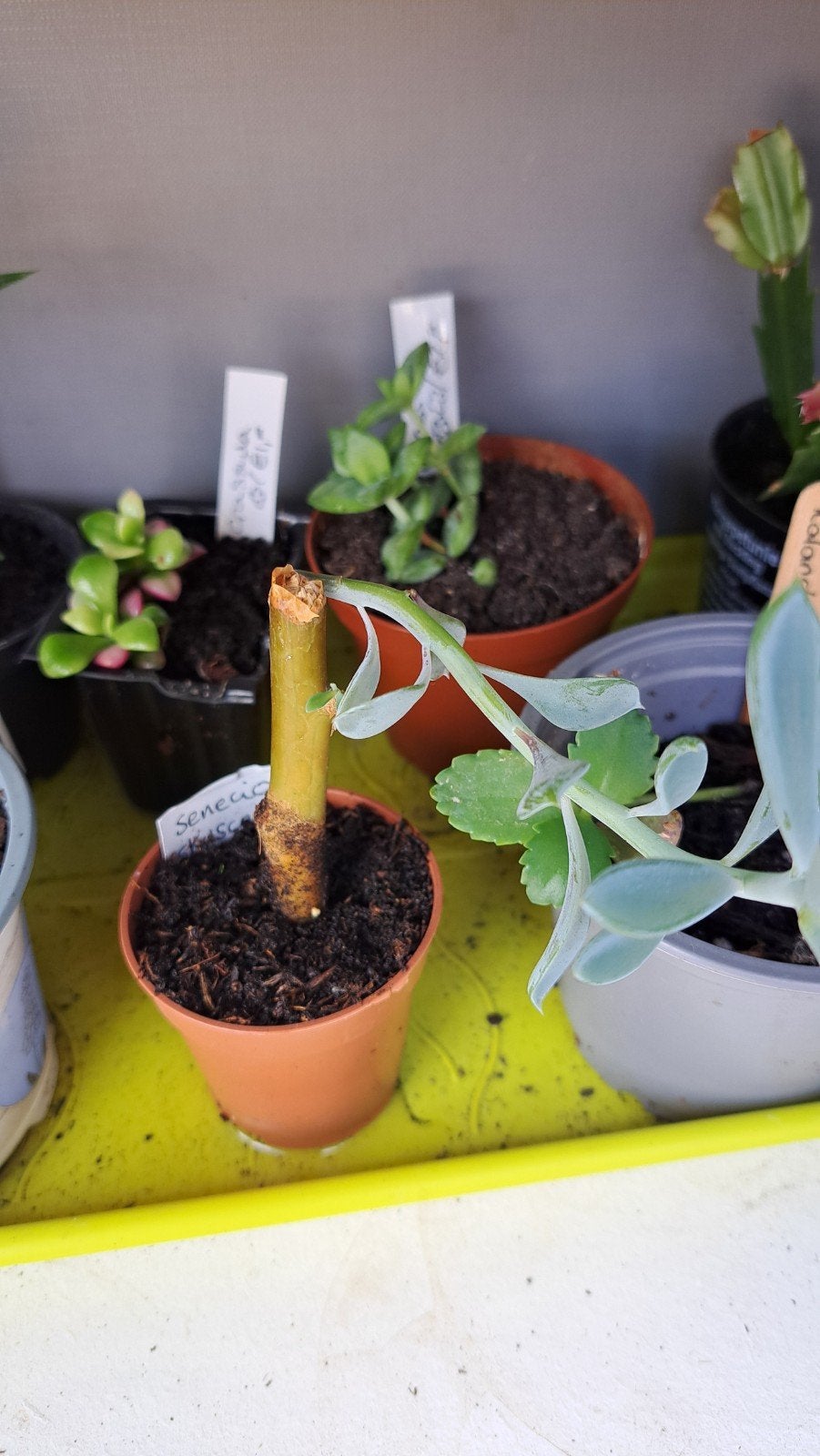 Senecio, Huis en Inrichting, Ophalen, Halfschaduw, Minder dan 100 cm