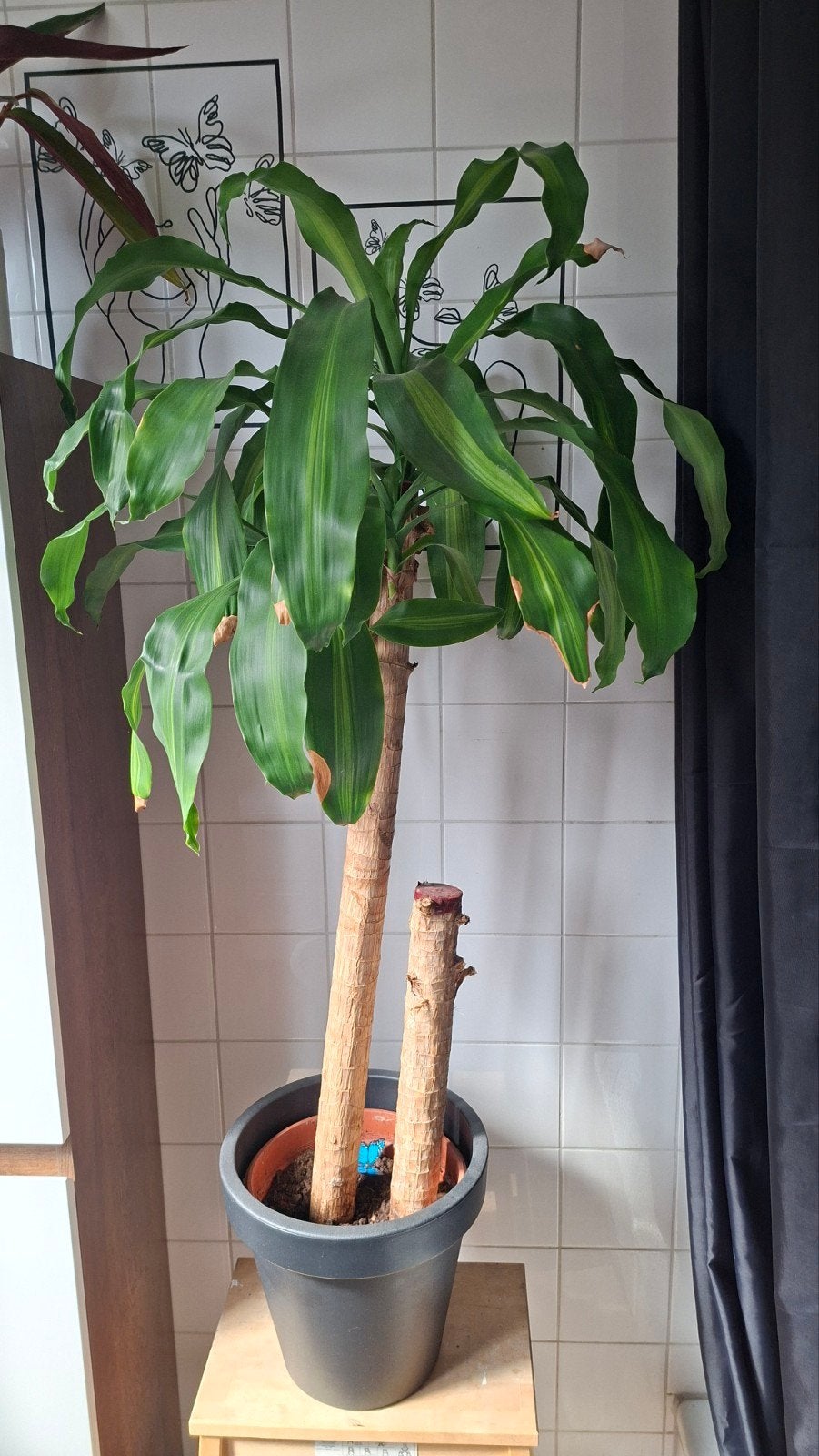 Dracaena plant met pot - 125cm hoog, 65cm breed, Huis en Inrichting, Ophalen, 100 tot 150 cm, Palm, Halfschaduw