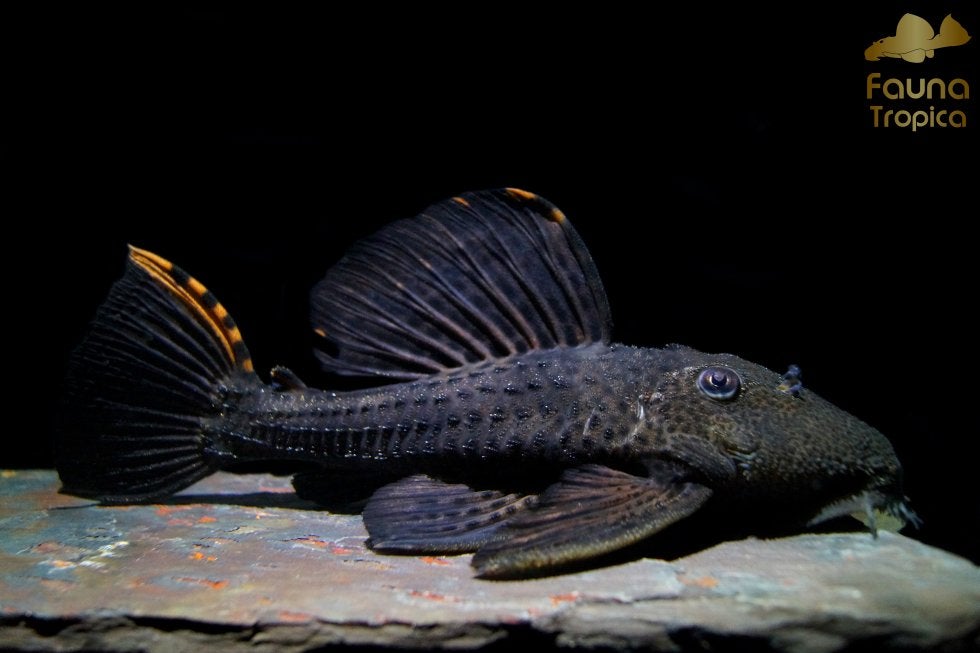 L091 pleco, Dieren en Toebehoren, Vis