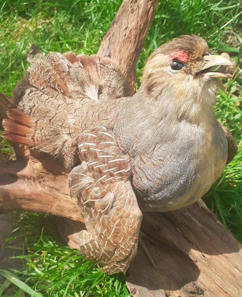 Taxidermie Opgezette juveniele Patrijs haan in Balts Houding, Ophalen of Verzenden, Nieuw, Vogel, Opgezet dier