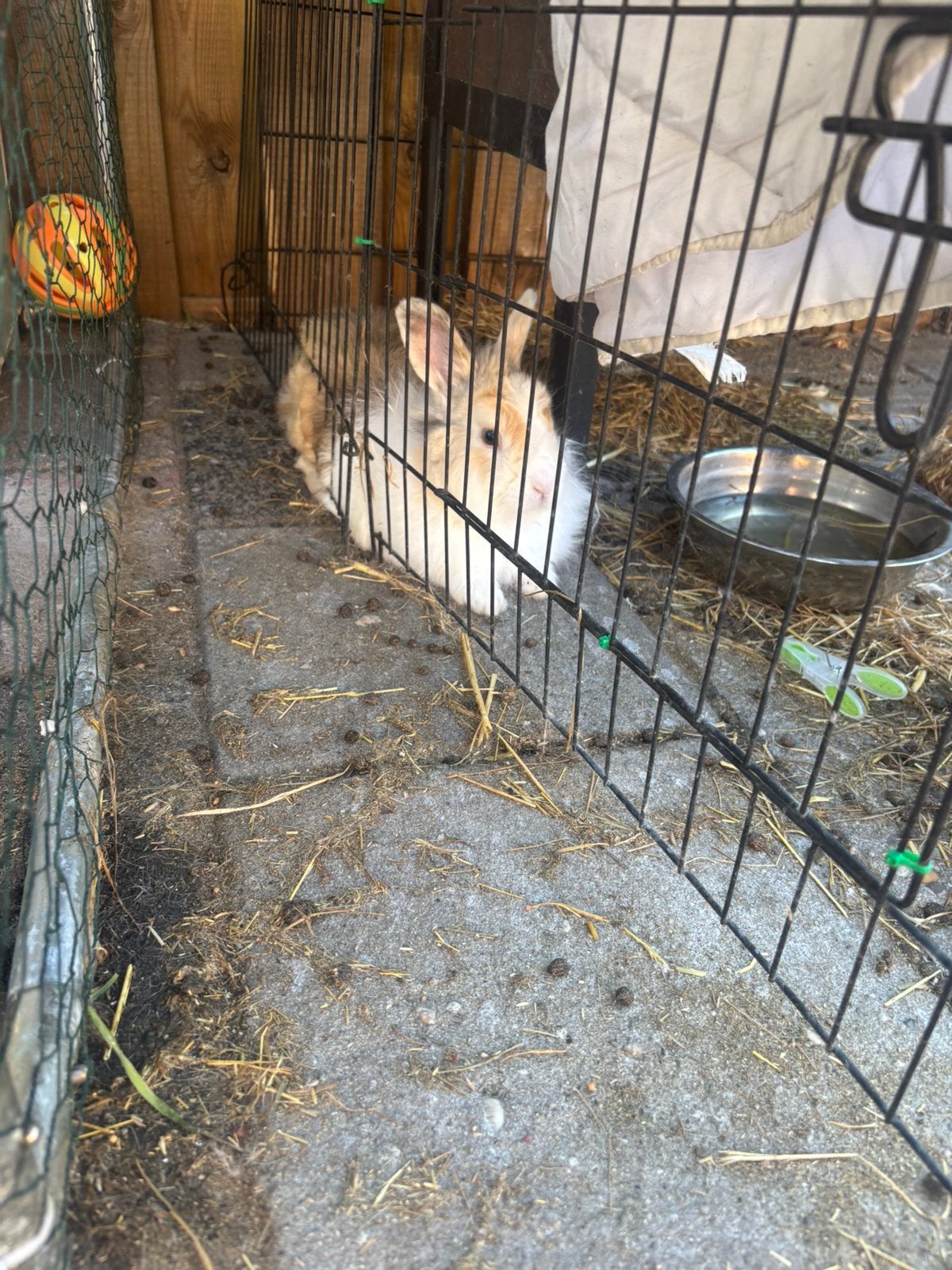 Een lief dwergkonijntje, Dieren en Toebehoren, Mannelijk, Dwerg, 0 tot 2 jaar