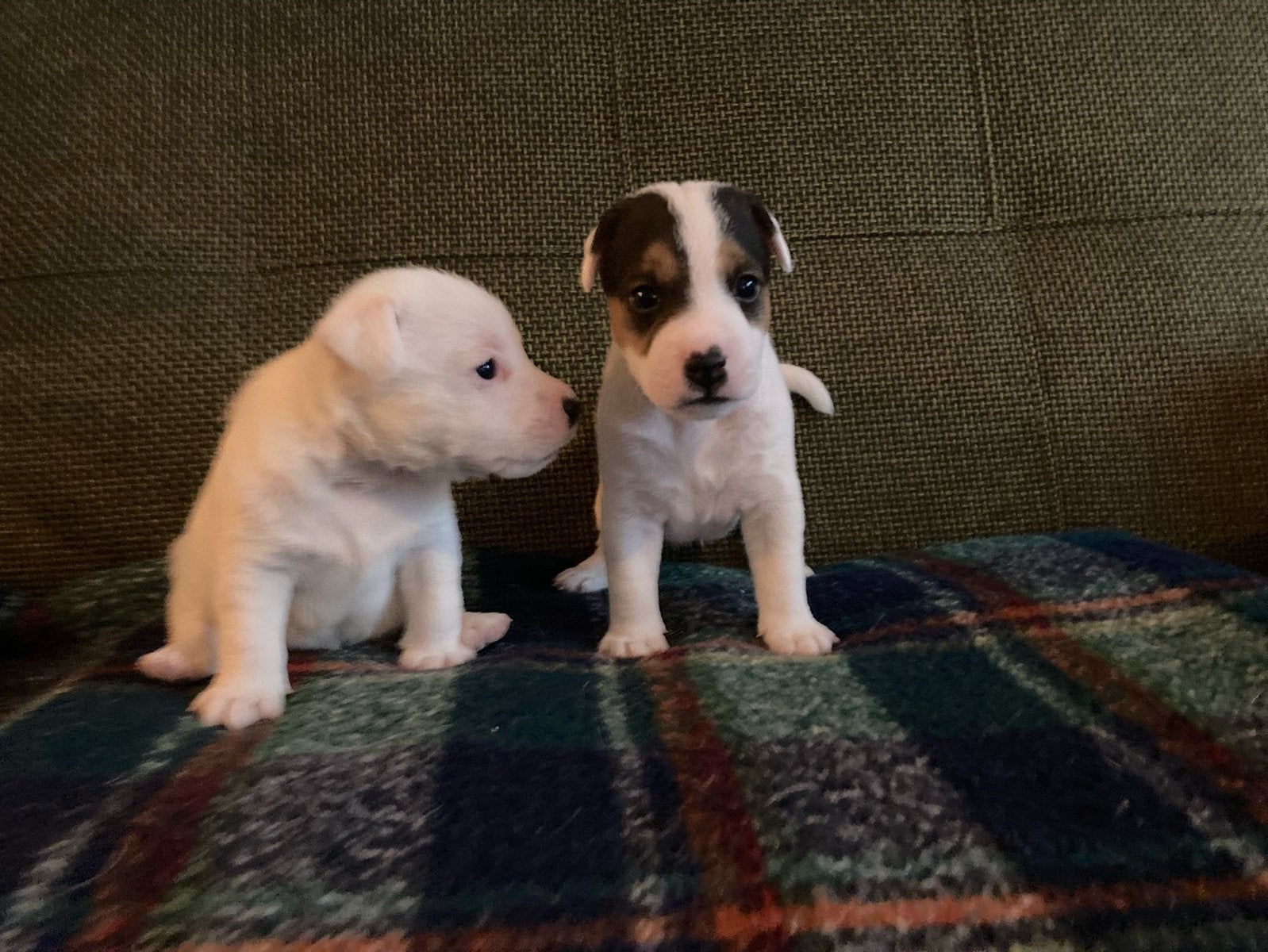 Parson Russell Terriër pups, Dieren en Toebehoren, Honden | Jack Russells en Terriërs, Parvo, 8 tot 15 weken, Meerdere, Nederland