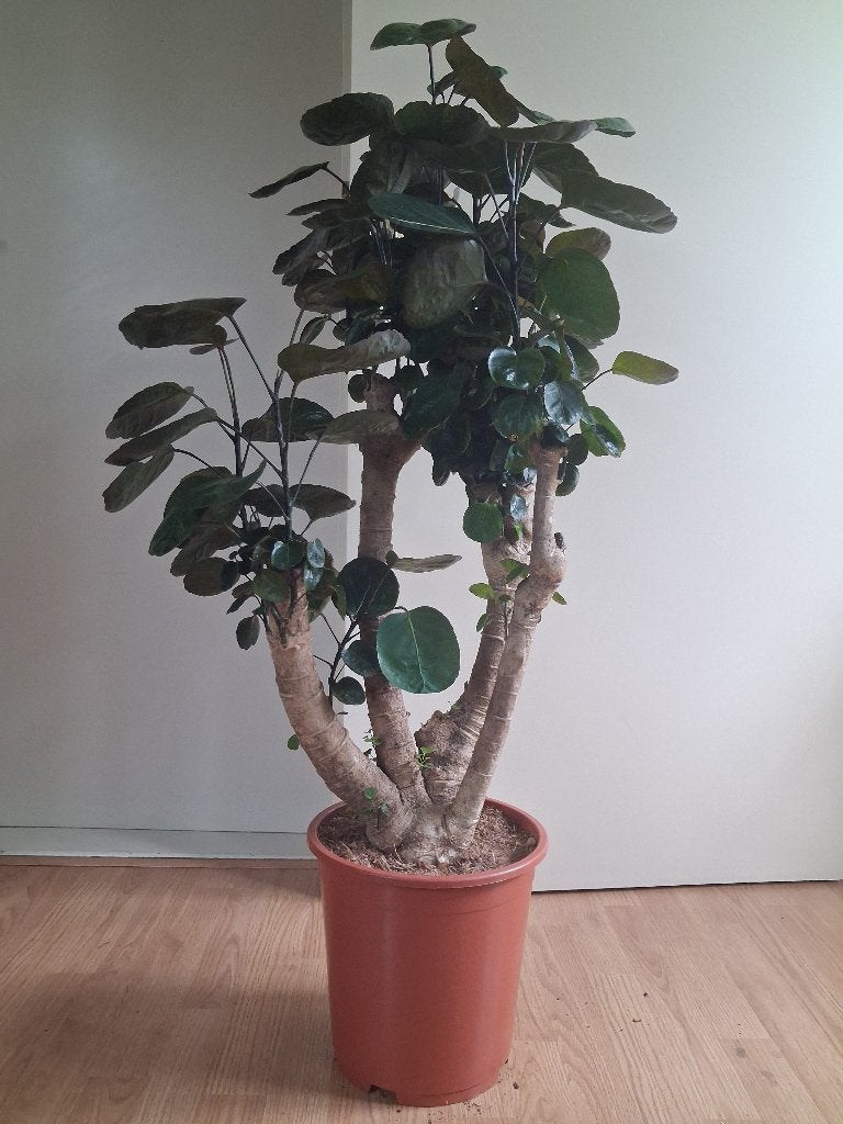 XL Polyscias Scutellaria Fabian - Aralia H: 110 cm., Ophalen, 100 tot 150 cm, Overige soorten, Halfschaduw
