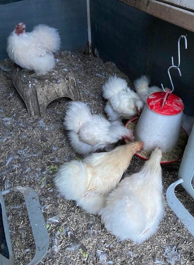 Bijzonder mooie Cochinkriel ZIJDEVEER hennen nog 3 los/samen, Dieren en Toebehoren, Pluimvee, Meerdere dieren, Kip