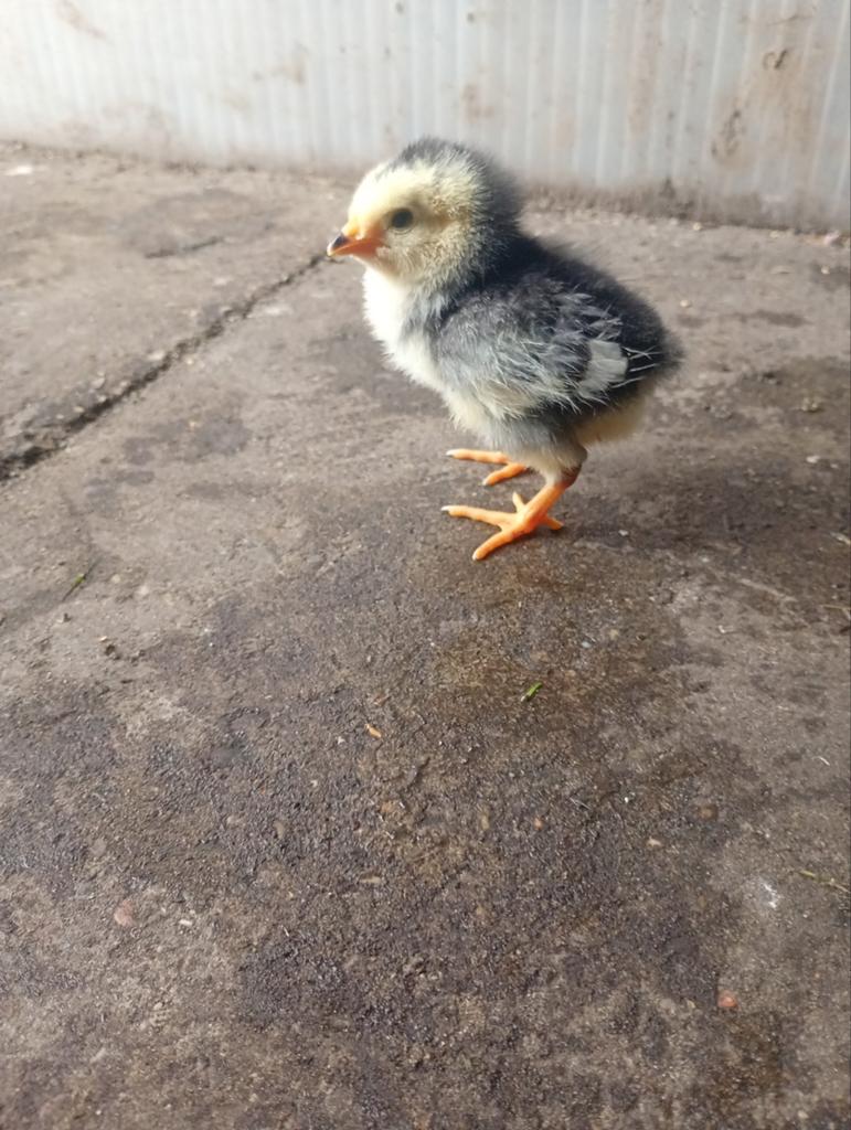 Kuikens van de leghorn in verschillende kleurslagen, Dieren en Toebehoren, Pluimvee, Meerdere dieren, Kip